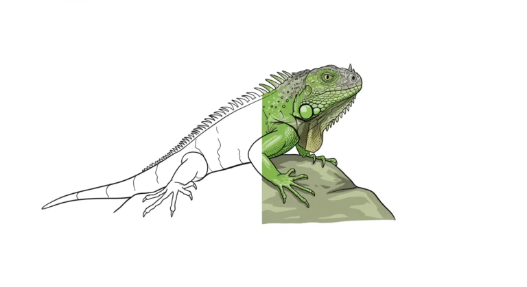 iguana-coloring-pages